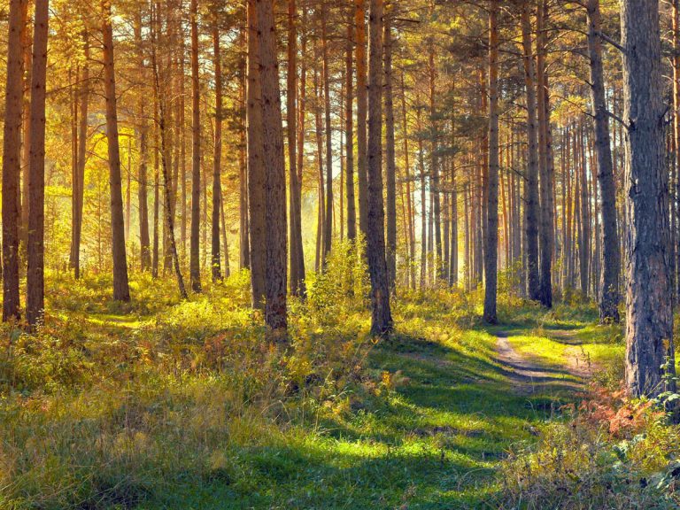 Foreste Gal dei Colli Di Bergamo e del Canto Alto